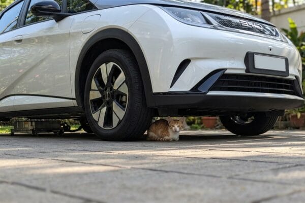 BYD desenvolve tecnologia para evitar atropelamentos de animais sob veículos